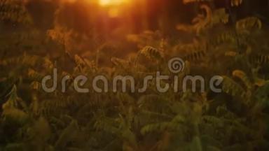 八月日落时，金色的草地随风飘扬